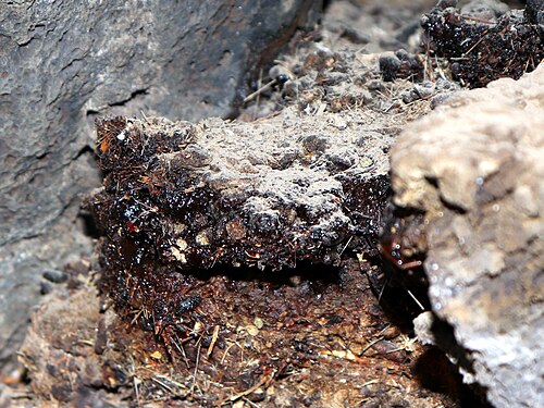Raw Shilajit in its natural environment