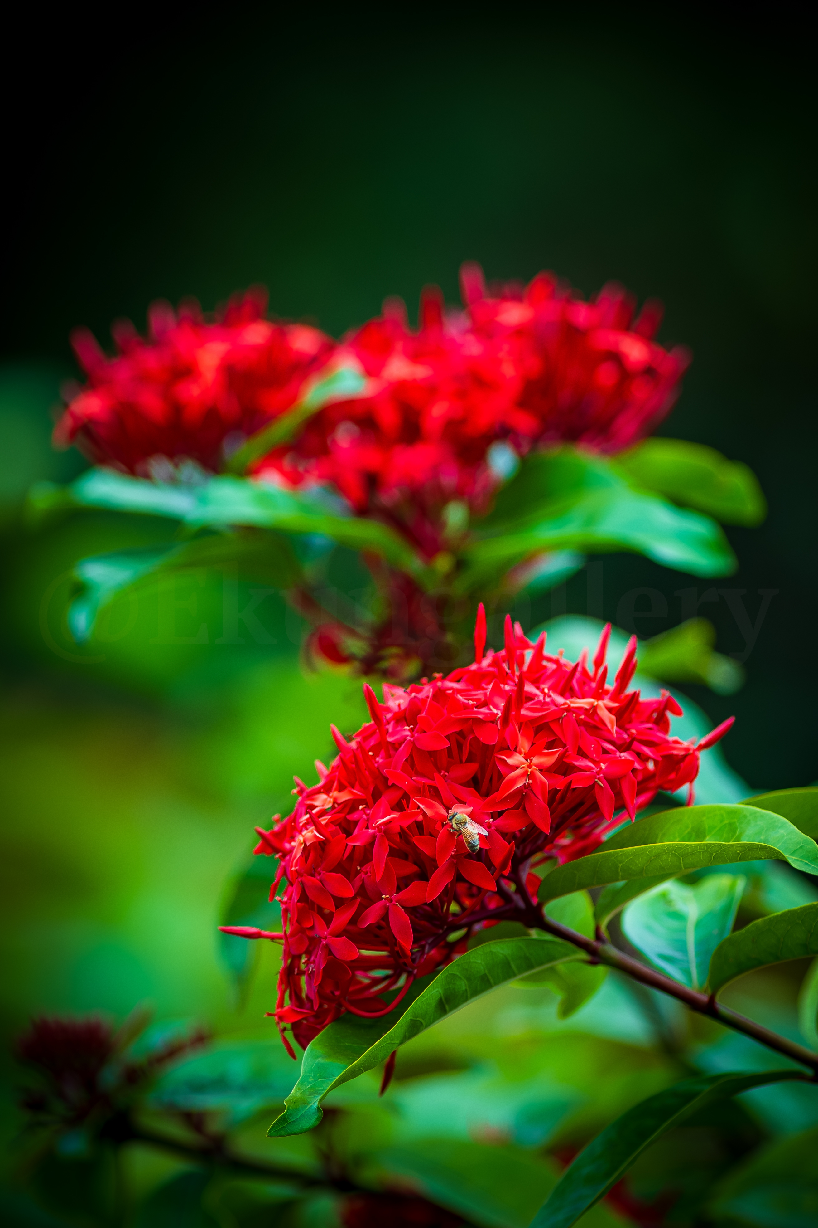 Crimson Blooms