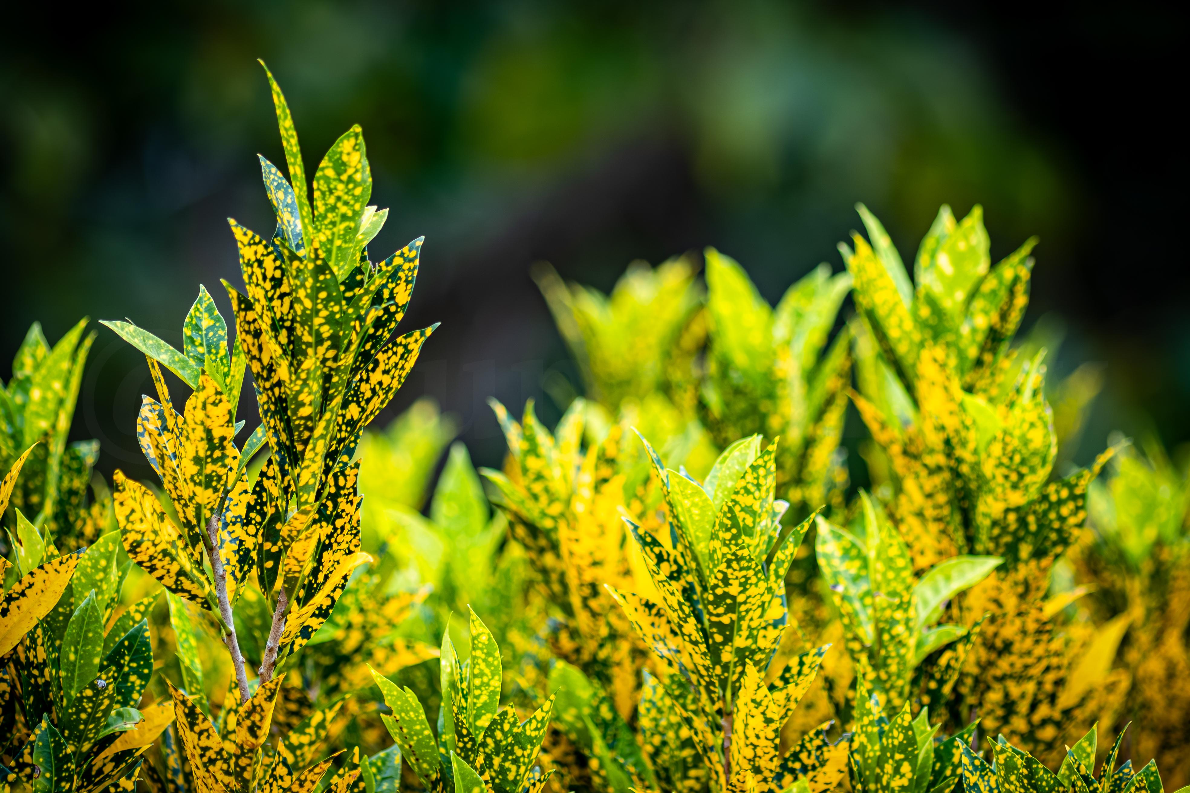 Golden Foliage
