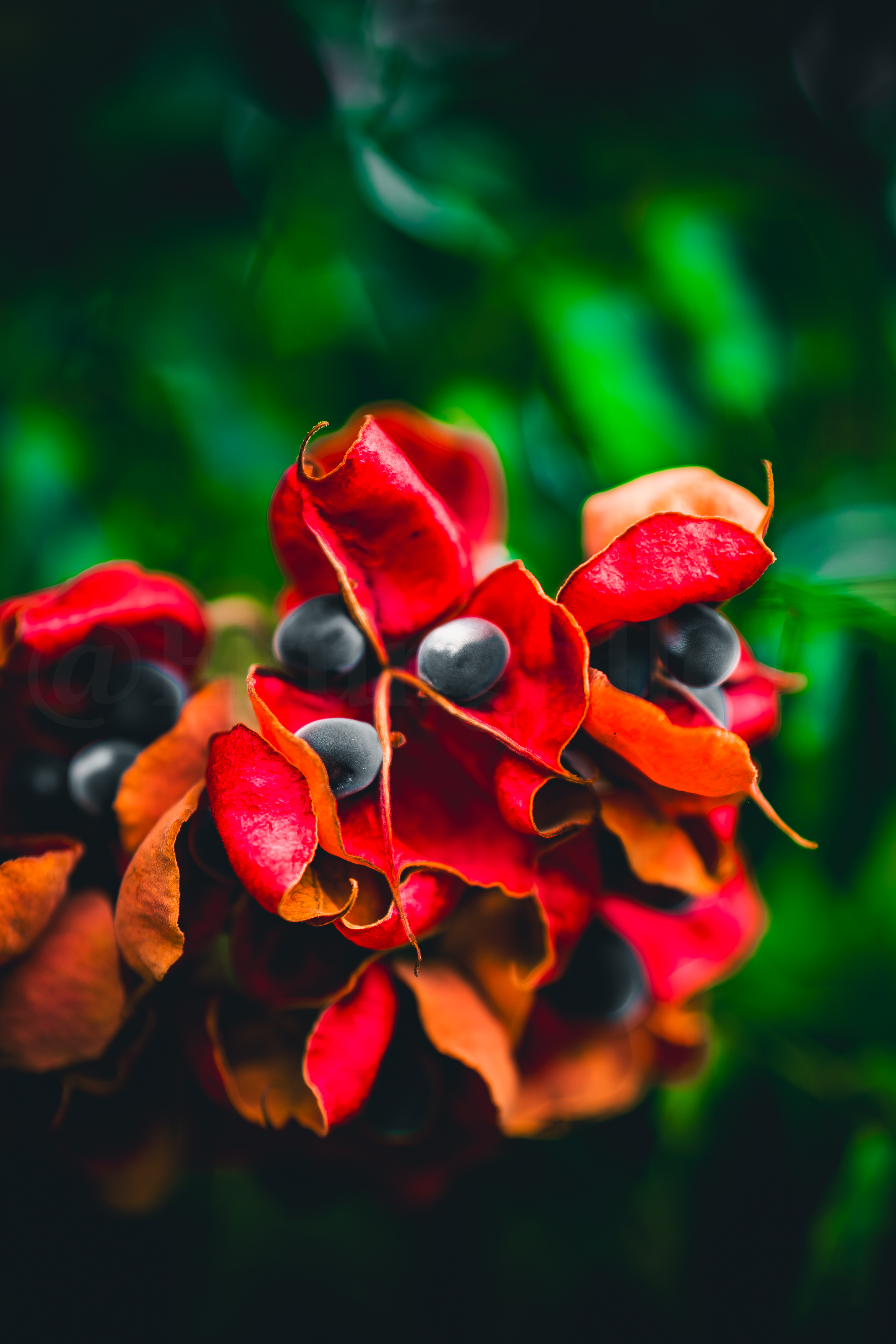 Nature's Jewels