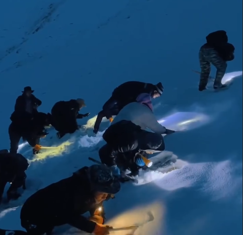 Wild cordyceps harvesting at night