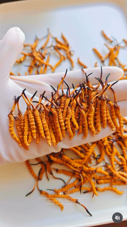 Dried cordyceps sinensis specimens