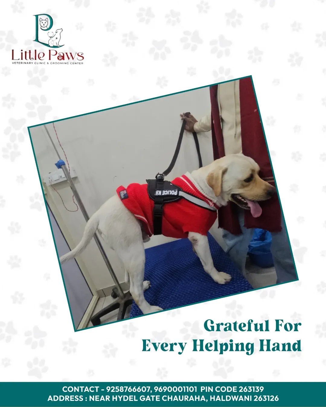 Happy dog receiving care