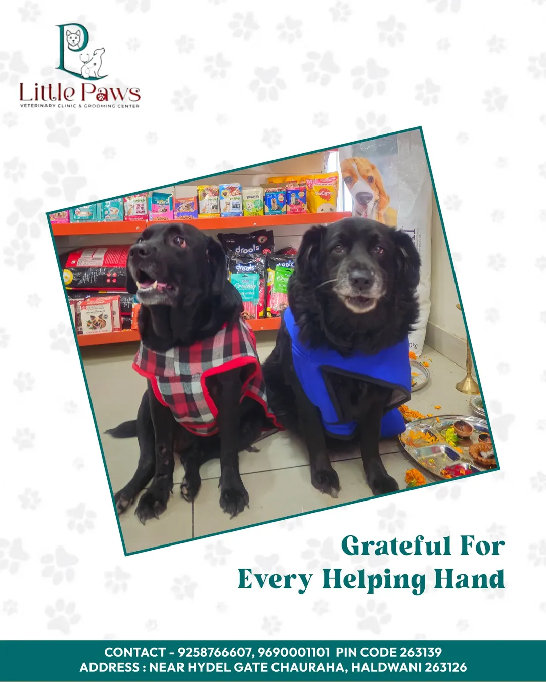 Dogs receiving shelter care