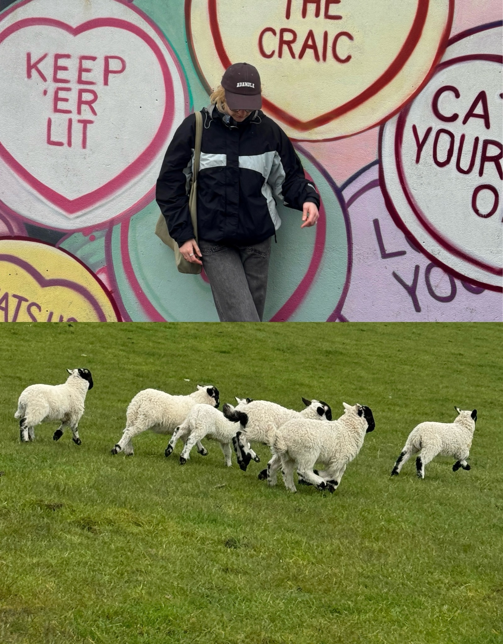 Street art and lambs in field