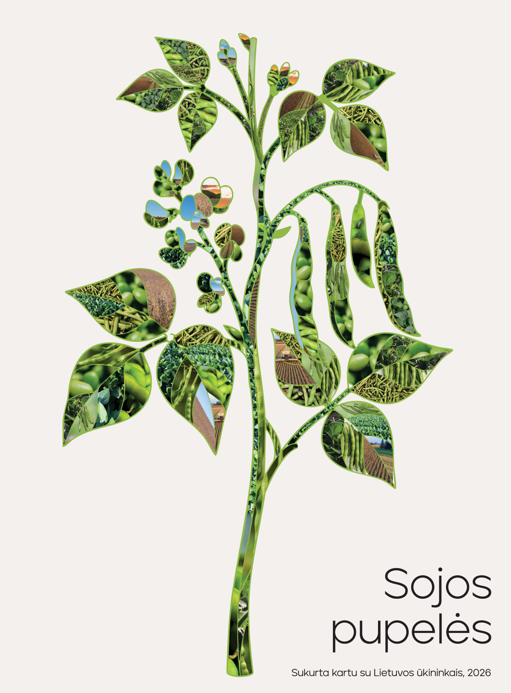 Sojos pupelės