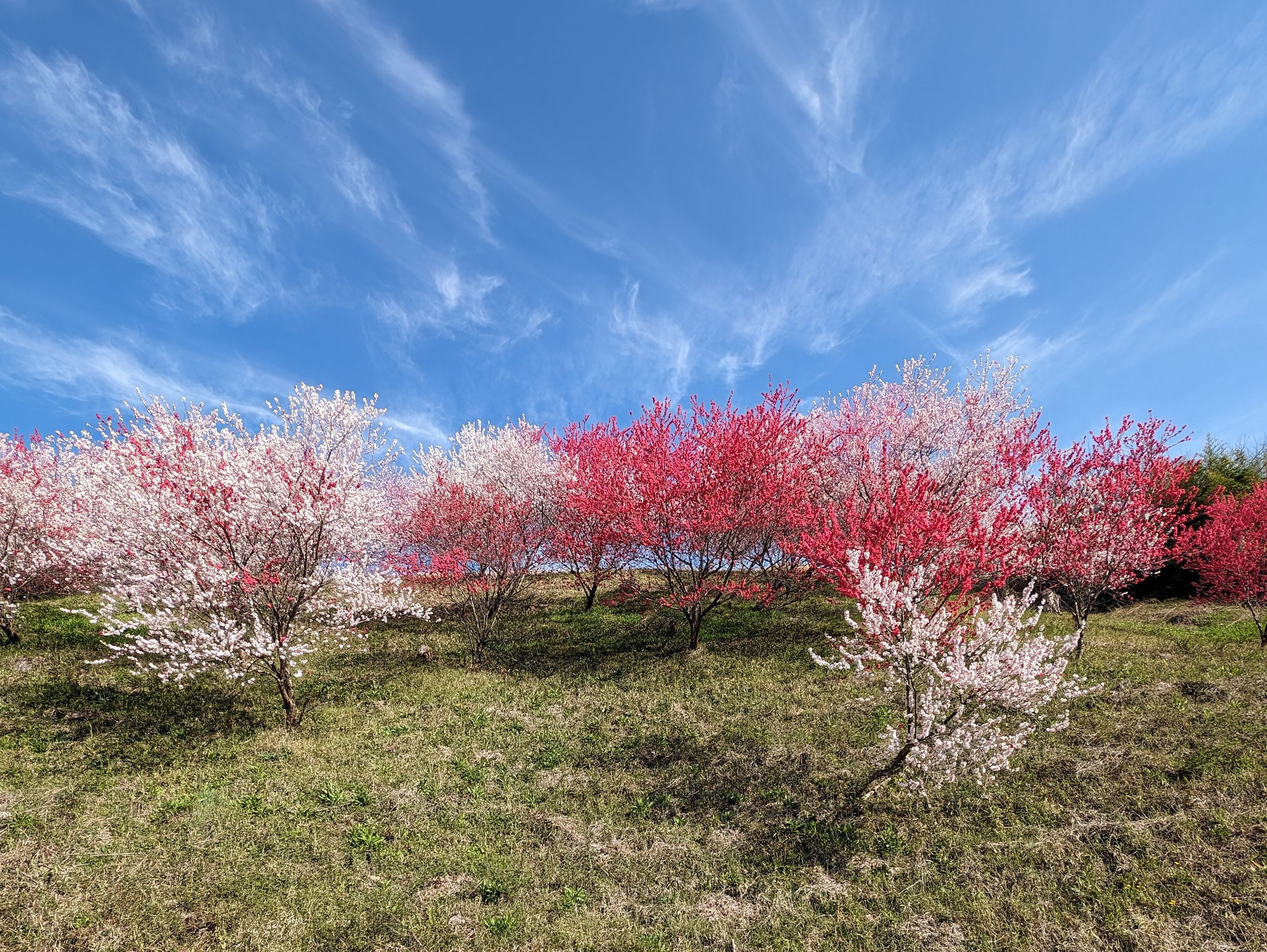 Spring