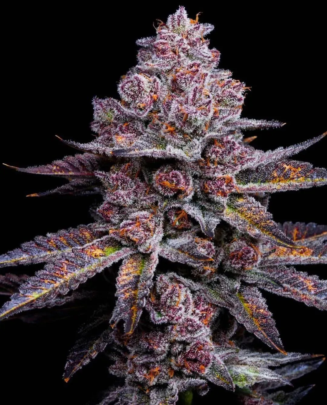 Blackberry Gelato