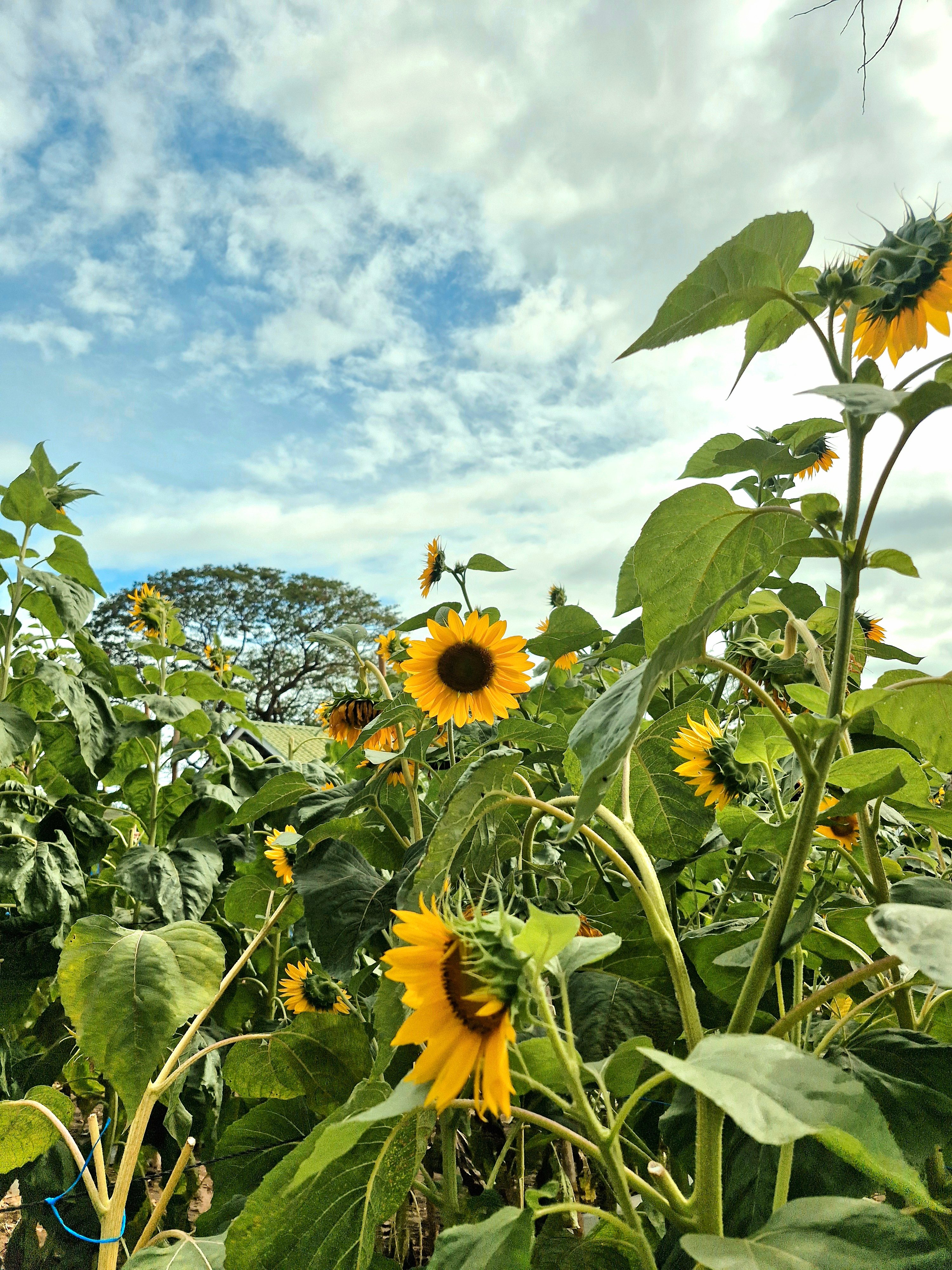 Sunflower gift