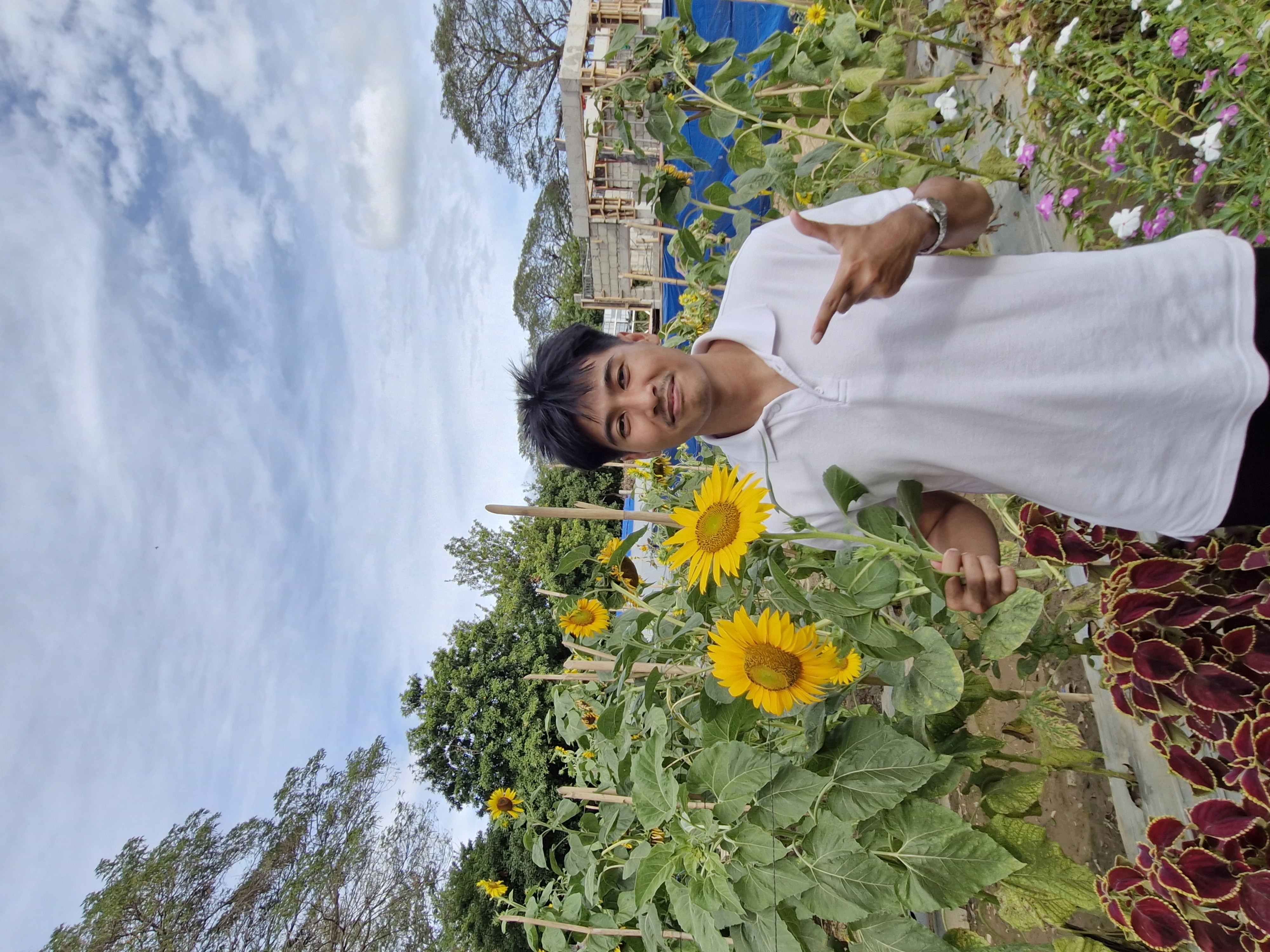 Sunflower garden