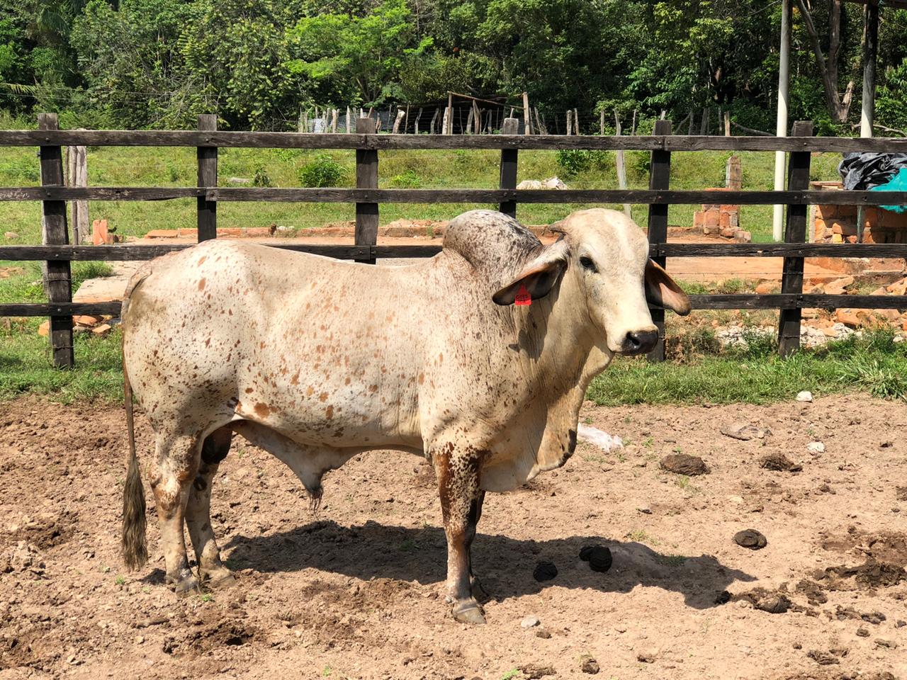 Toro con identificacion