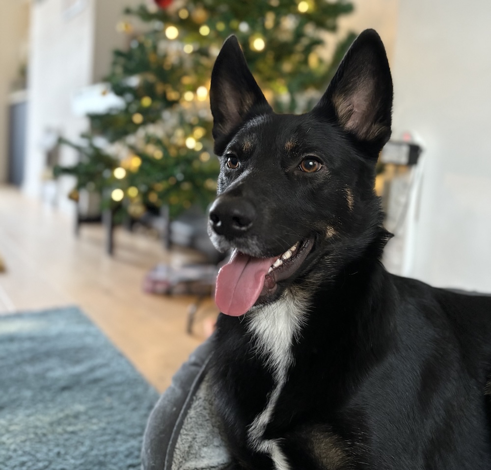 Teddy lying in front of a lit Christmas tree, tongue out and smiling