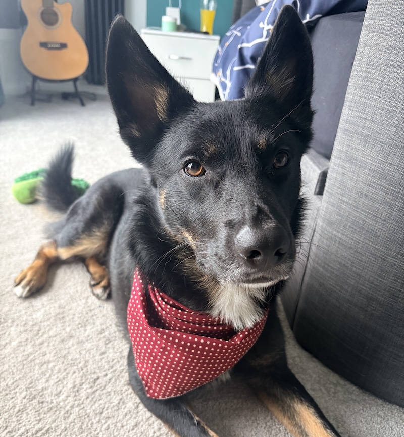 Teddy wearing a red polka-dot bandana, resting against a grey sofa