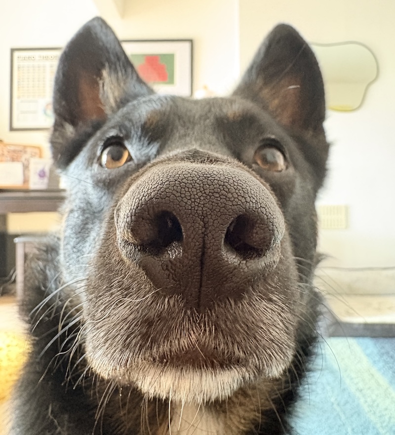 Extreme close-up of Teddy's nose filling the entire frame