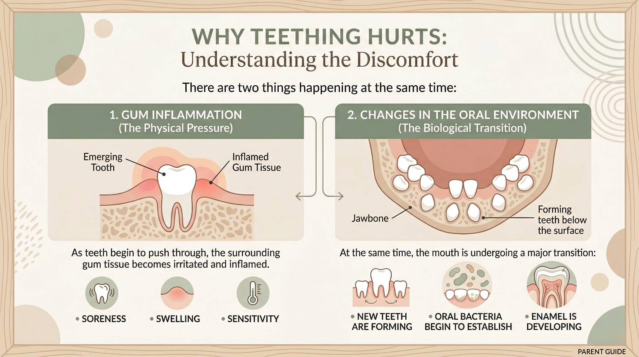 Why teething hurts: infographic showing gum inflammation and changes in the oral environment during teething