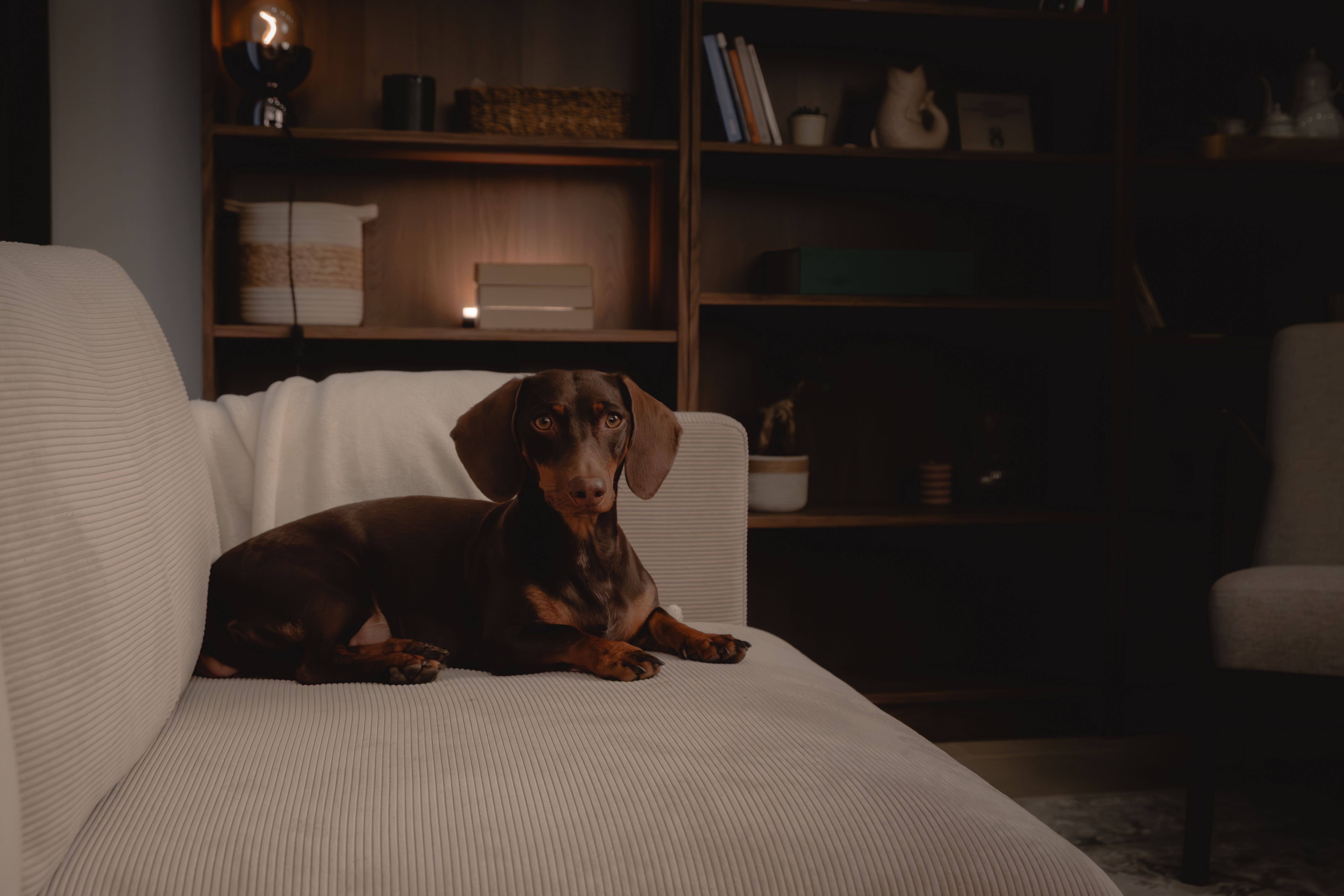 Praxisraum – Hund auf dem Sofa