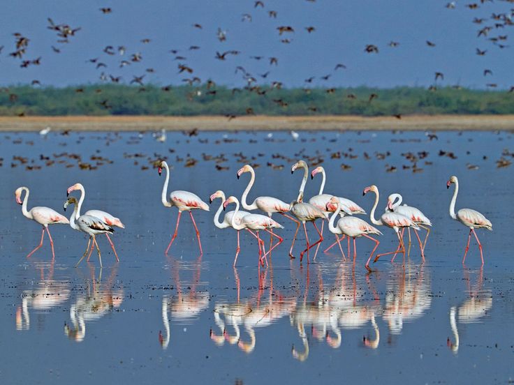 Flamingos gathered across a Kenyan wetland