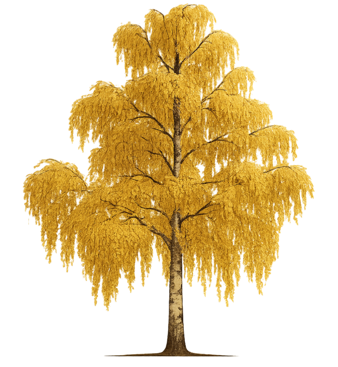 Bjørk Tree