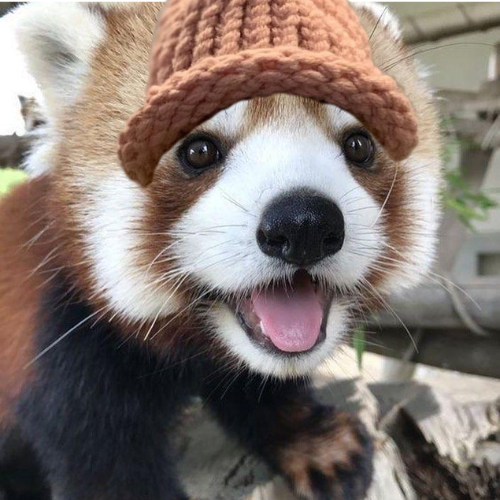 cute red panda wearing a knitted hat