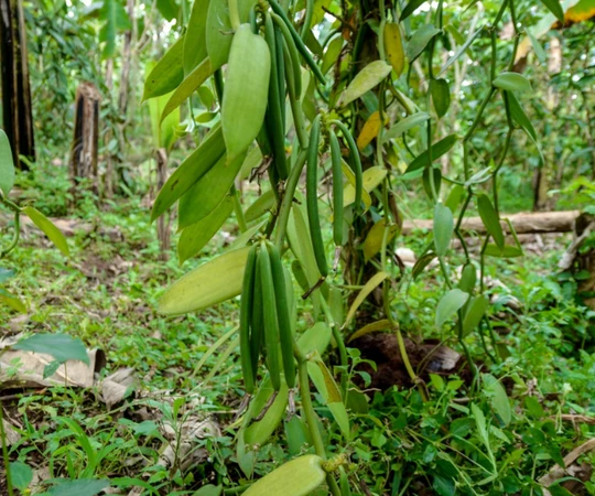 Vanilla pods growing on a green vine in Uganda