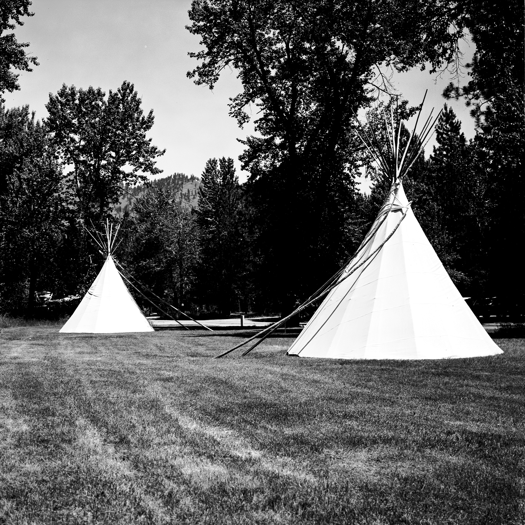 Two traditional Native American tipis on grassy meadow with evergreen forest and mountains backdrop