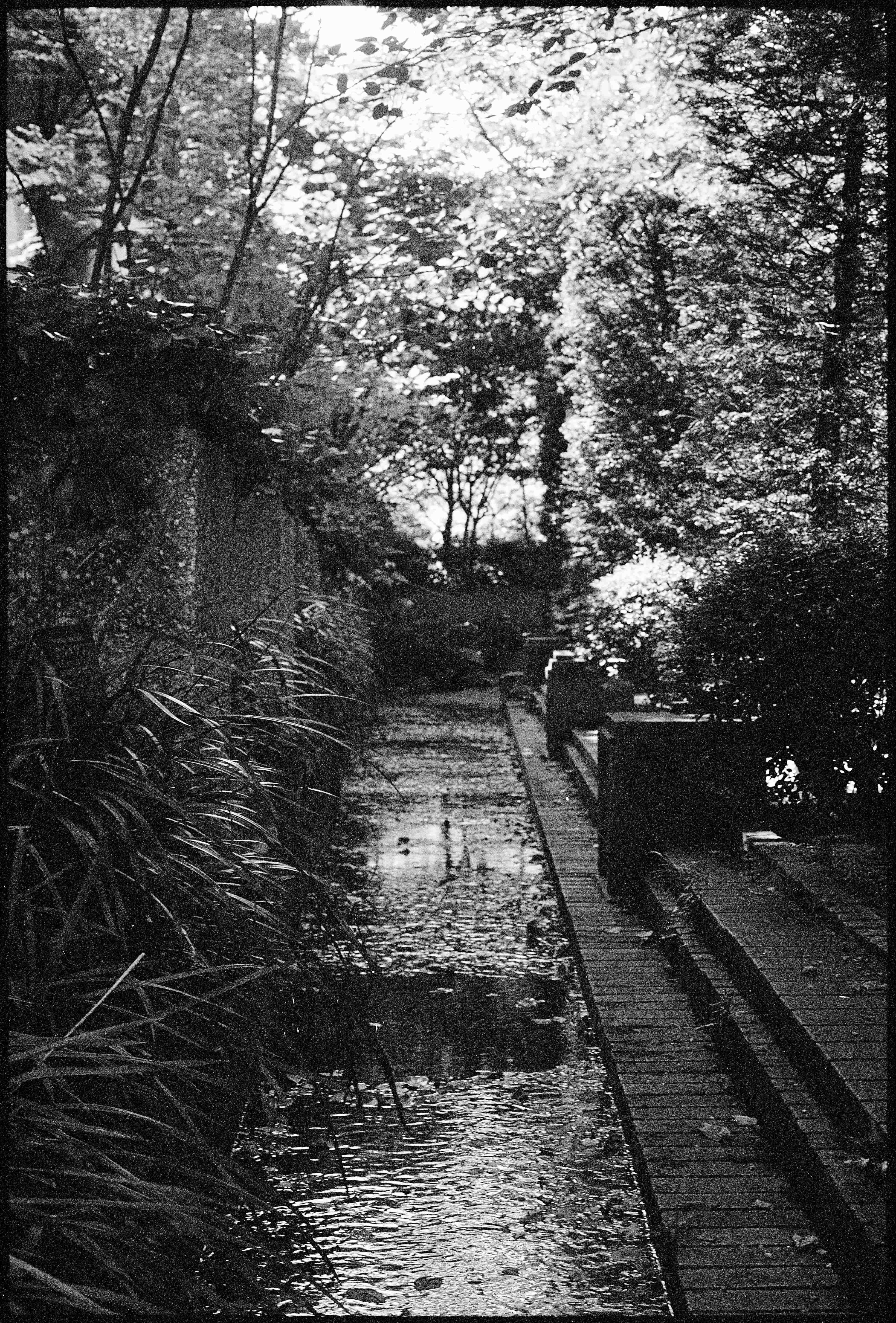 Garden stream with wooden boardwalk pathway surrounded by dense lush trees and natural vegetation