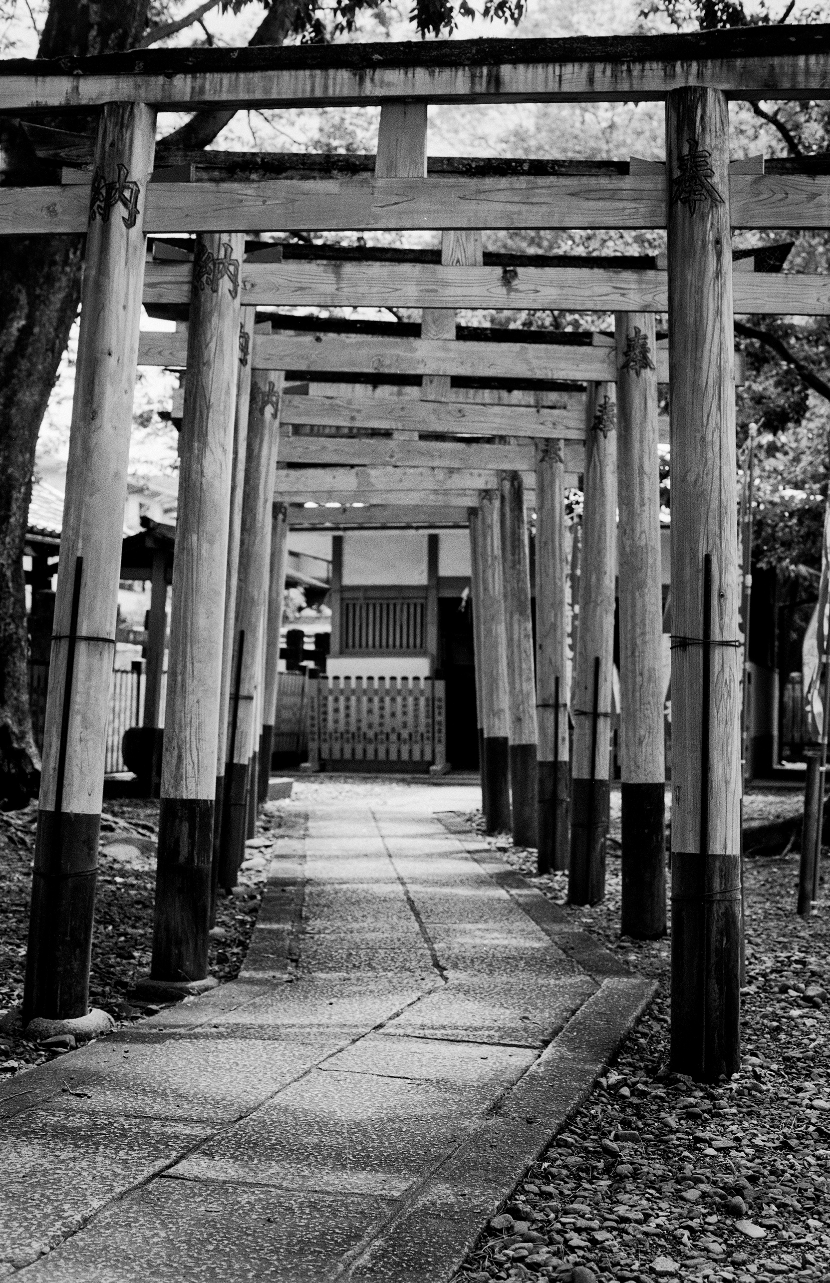 Wooden torii gate tunnel pathway leading through traditional Japanese shrine with decreasing perspective