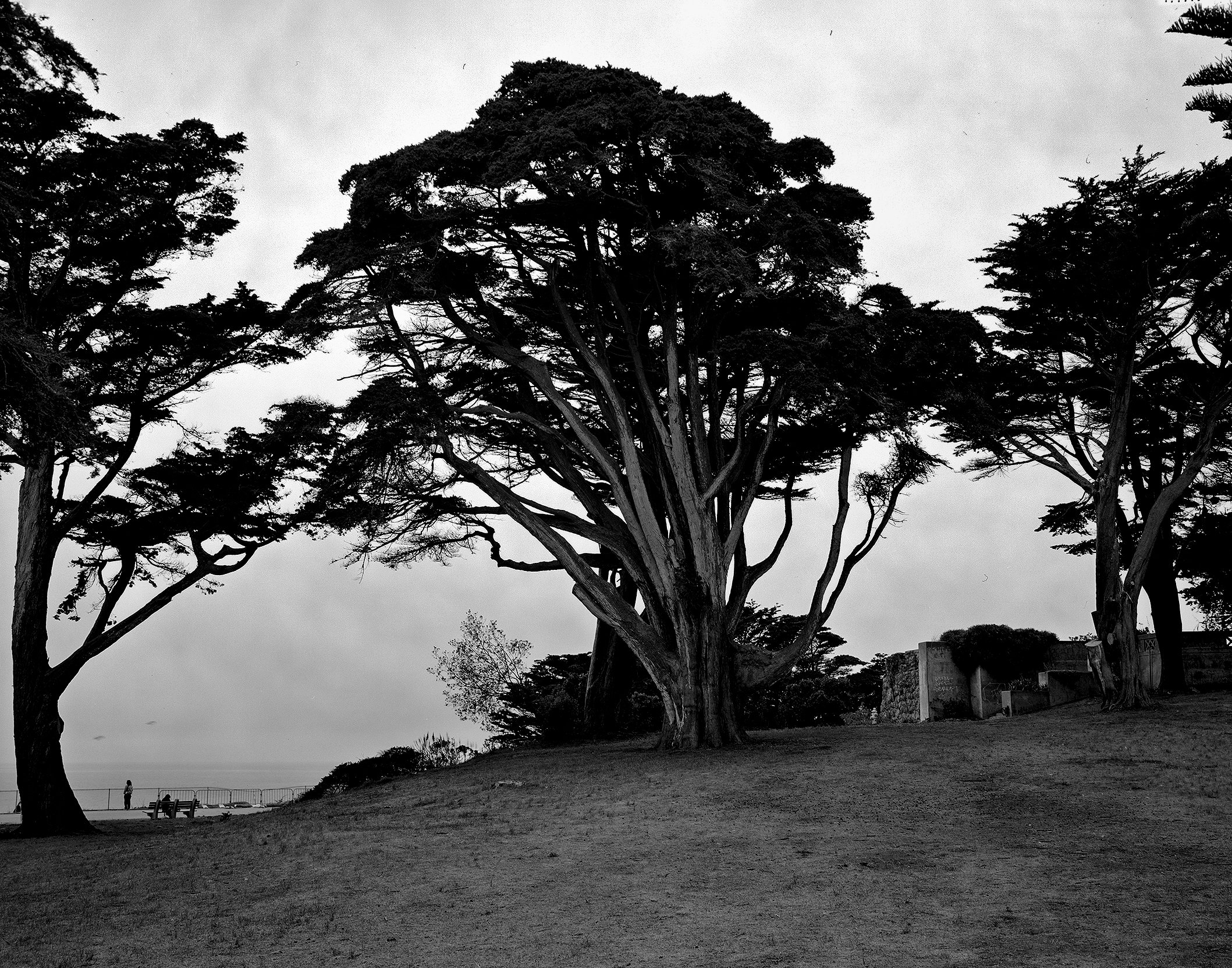 Windswept cypress trees on coastal landscape with dramatic twisted branches and lone figure visible against overcast sky