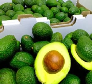 Fresh Avocados