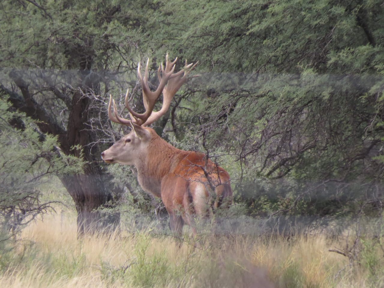 Wild red deer in Valle Daza's pristine hunting grounds