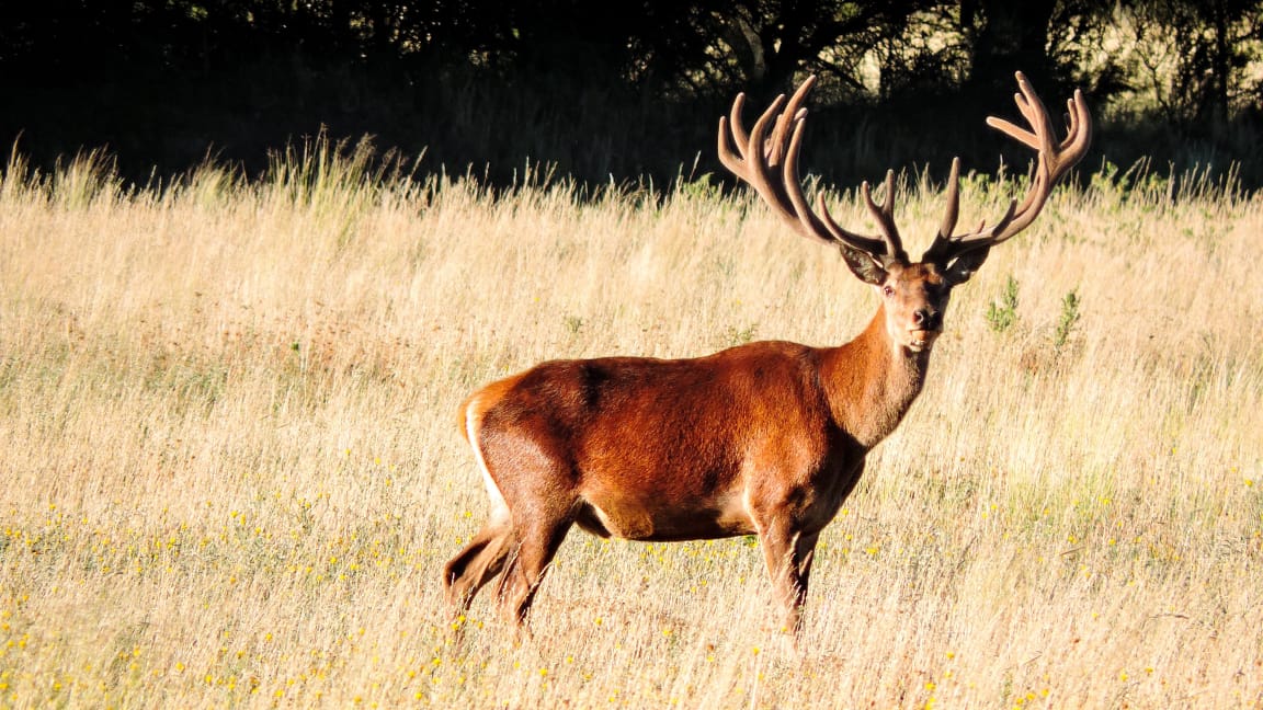 Majestic red deer in its natural habitat at Valle Daza, displaying impressive antlers