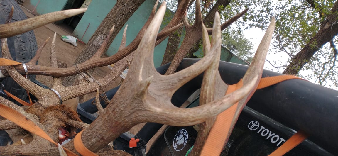 Trophy red deer antlers showcasing the quality of game at Valle Daza