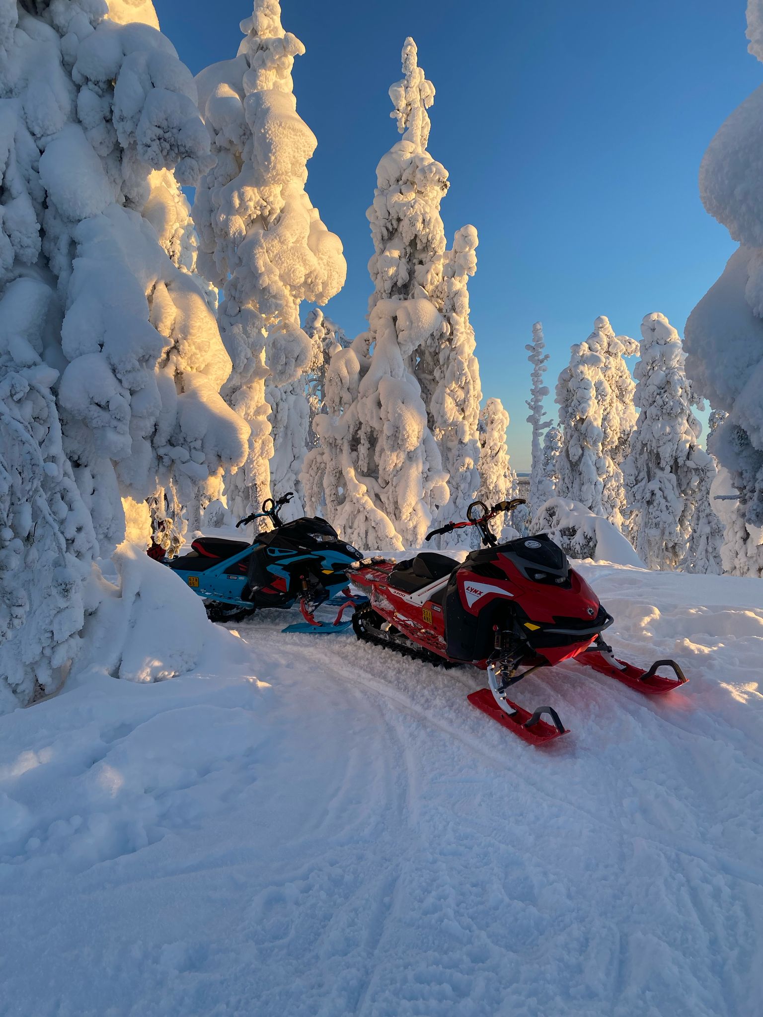 Snowmobiles parked among snow-covered trees in golden sunset light