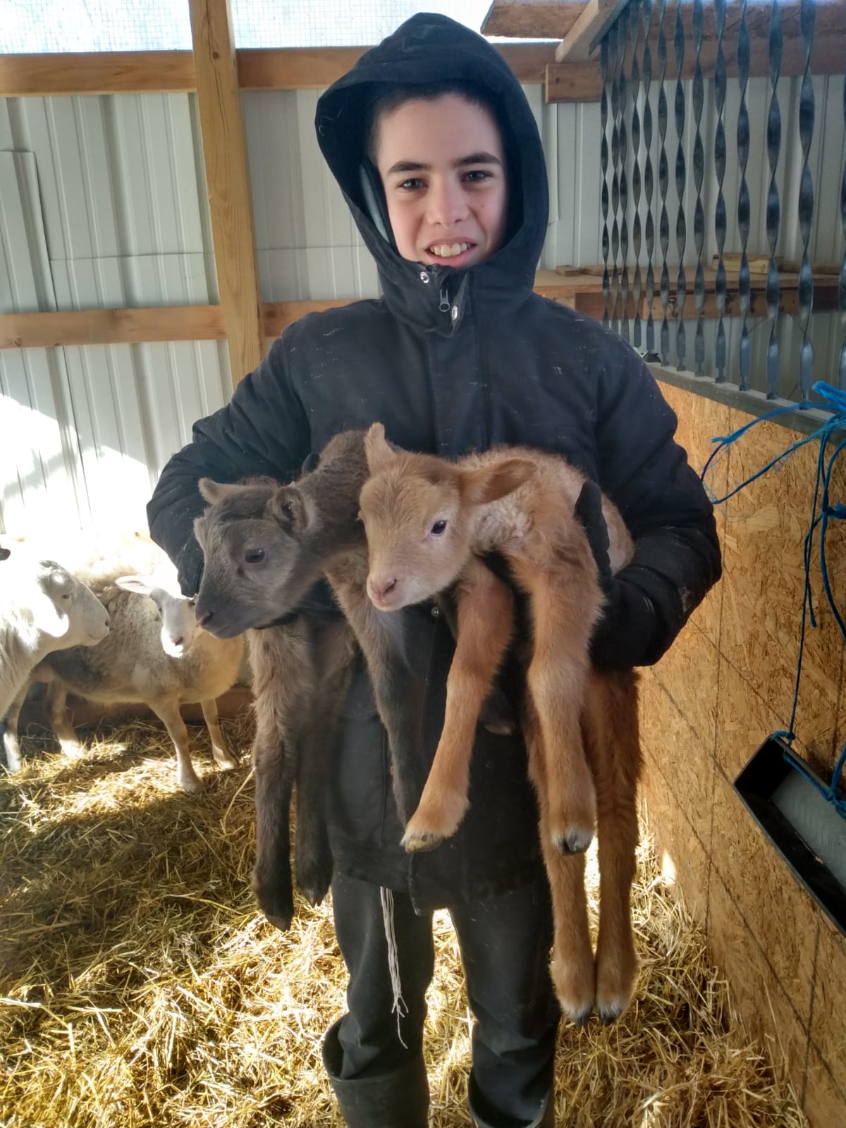 Caring for young lambs