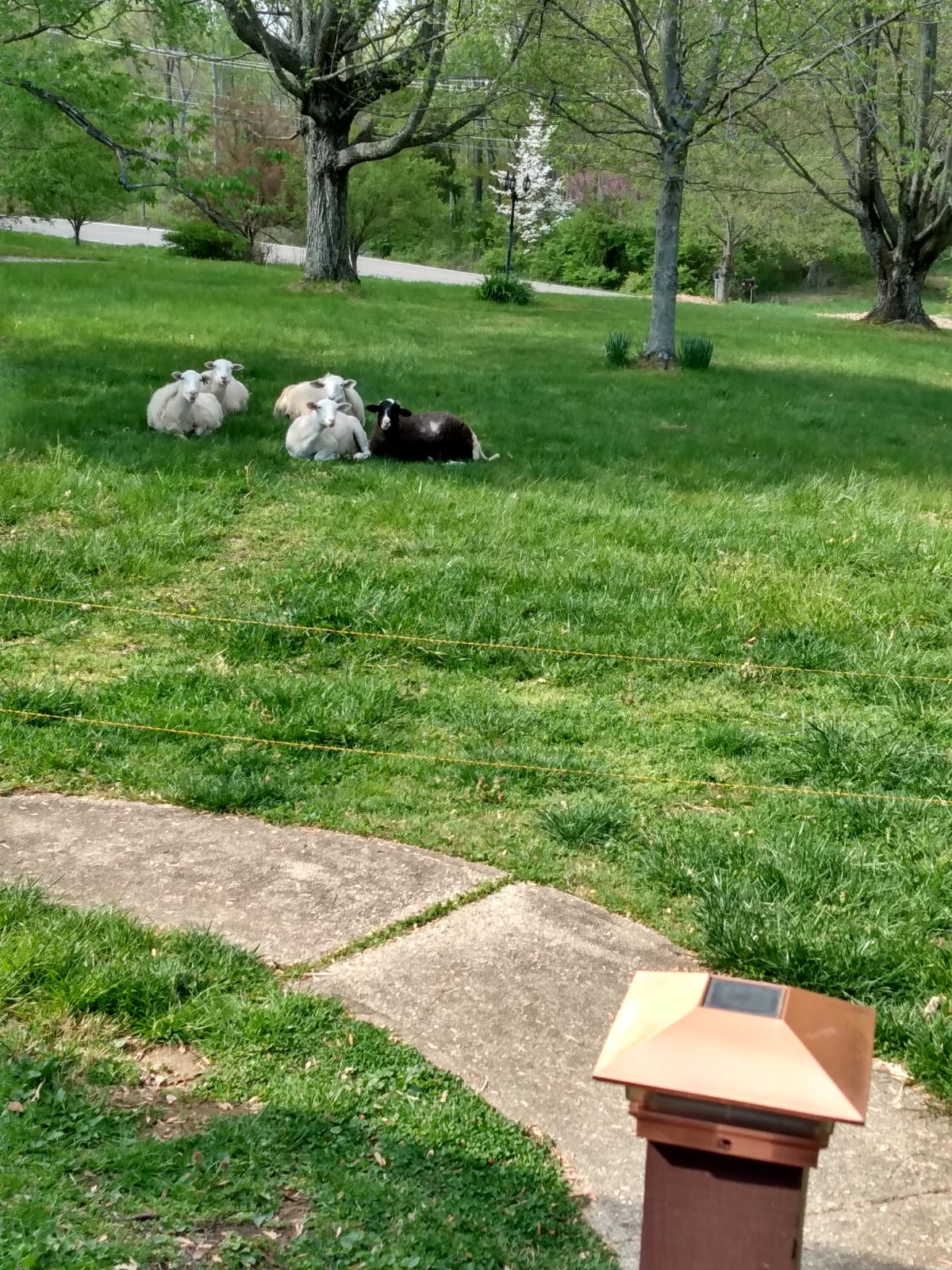 Sheep grazing on lawn