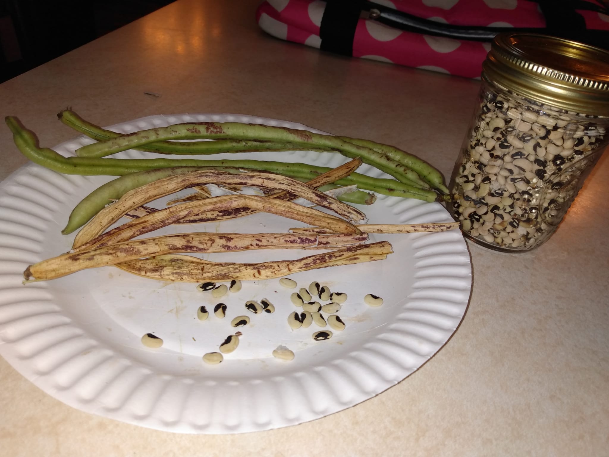 Bean pods and seeds