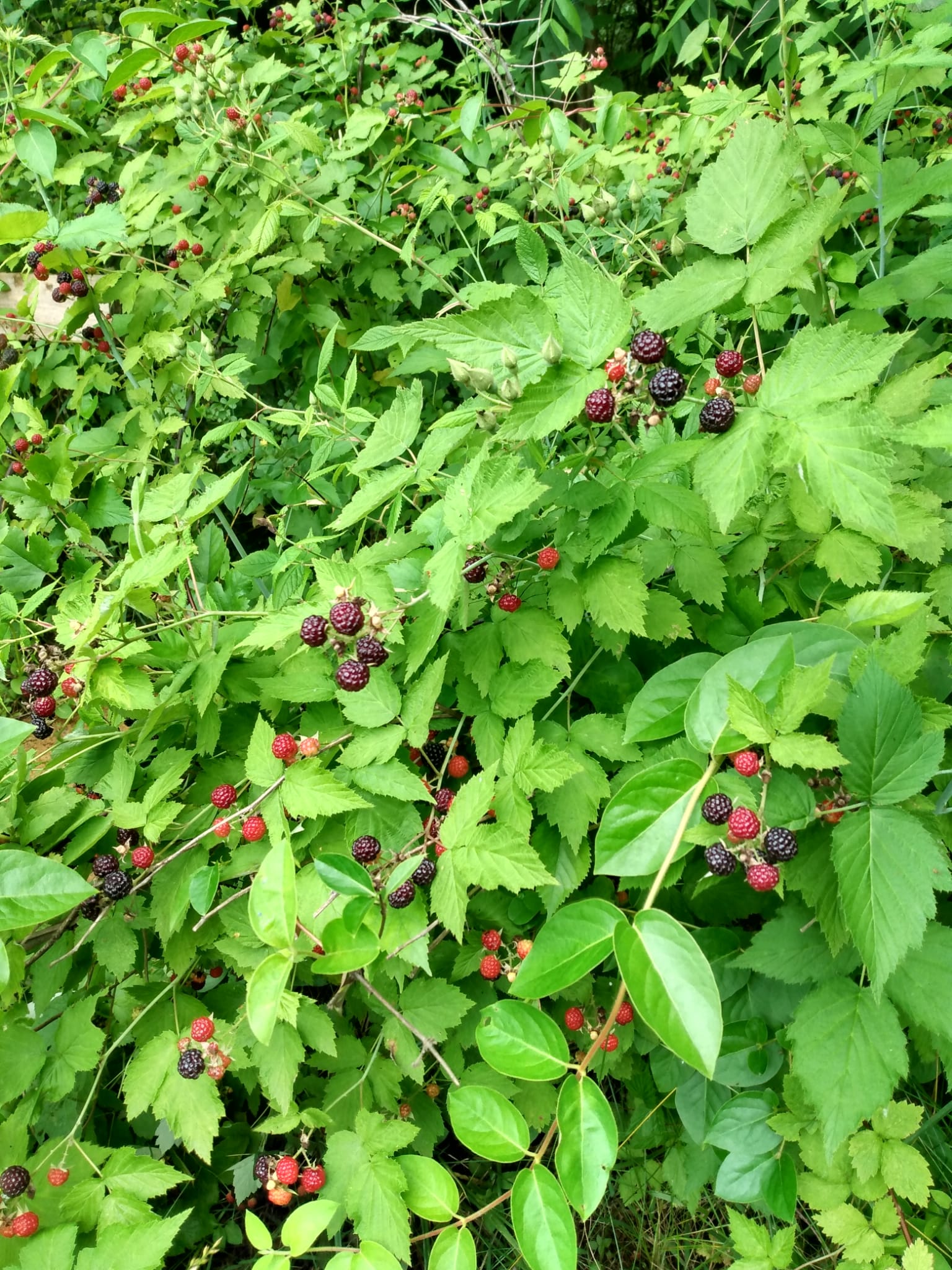 Wild berries