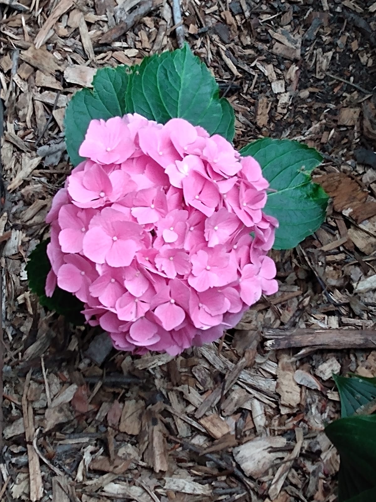 Pink hydrangea flower