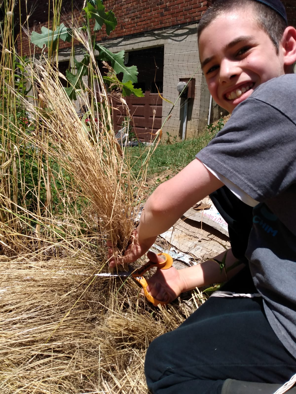 Harvesting wheat