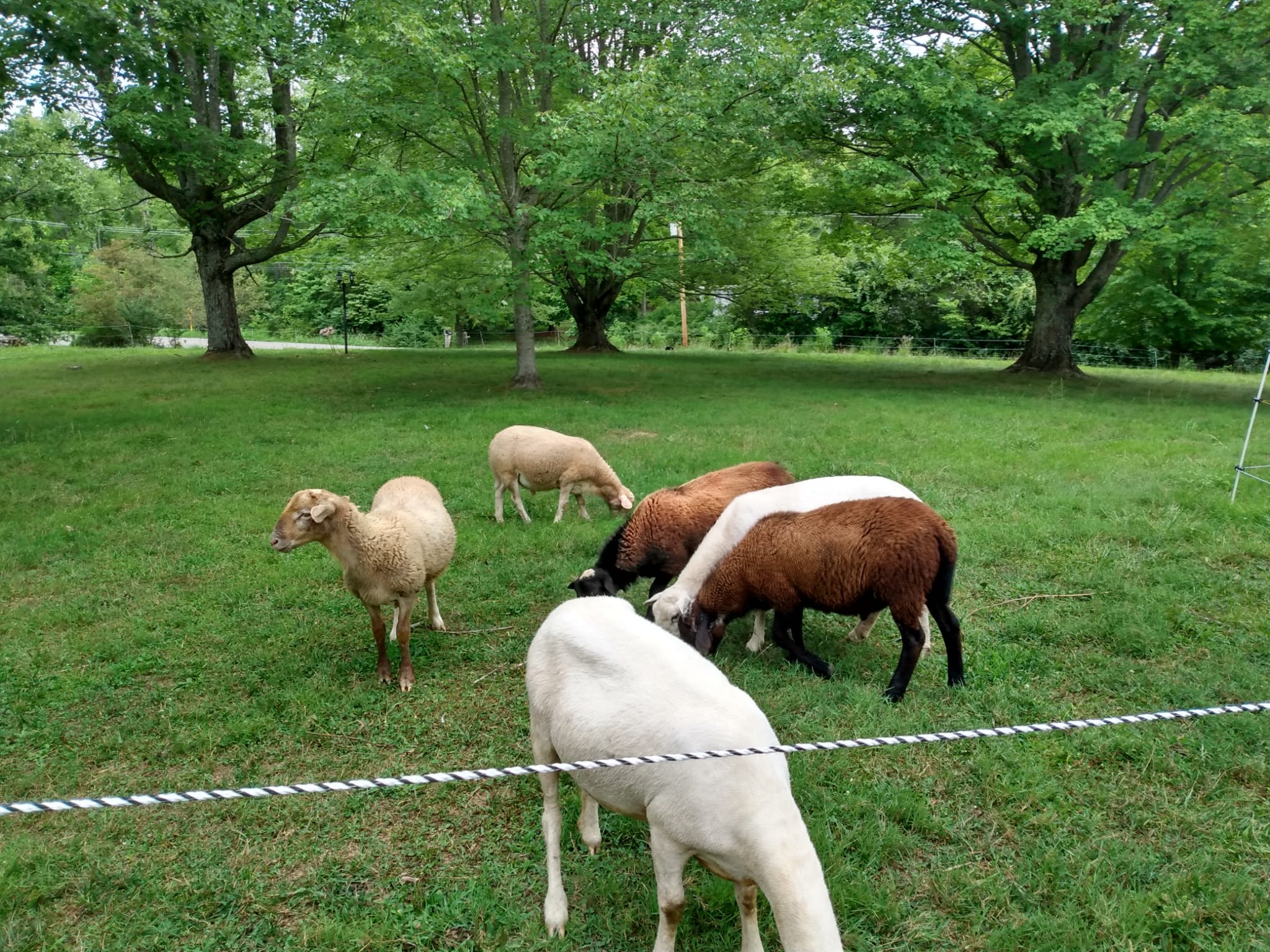 Sheep grazing