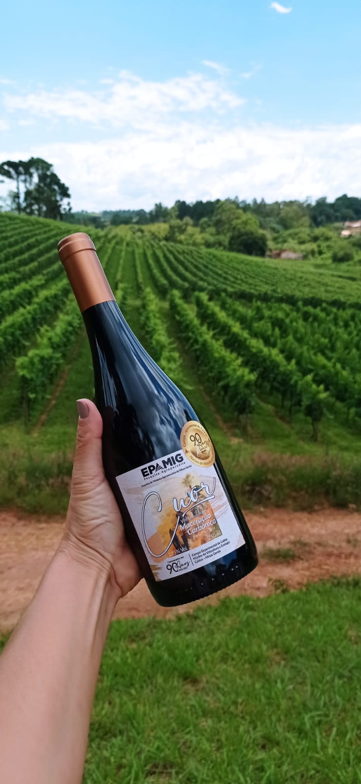 Curadoria de vinhos brasileiros EPAMIG — linha Syrah Madeiras Brasileiras