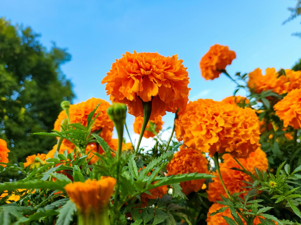 Orange Marigold