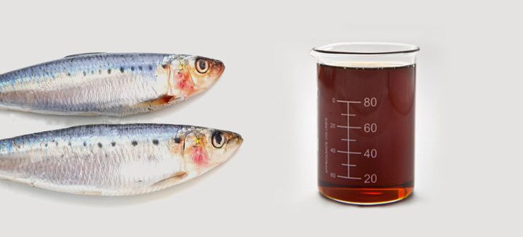 Fish and Fish Oil