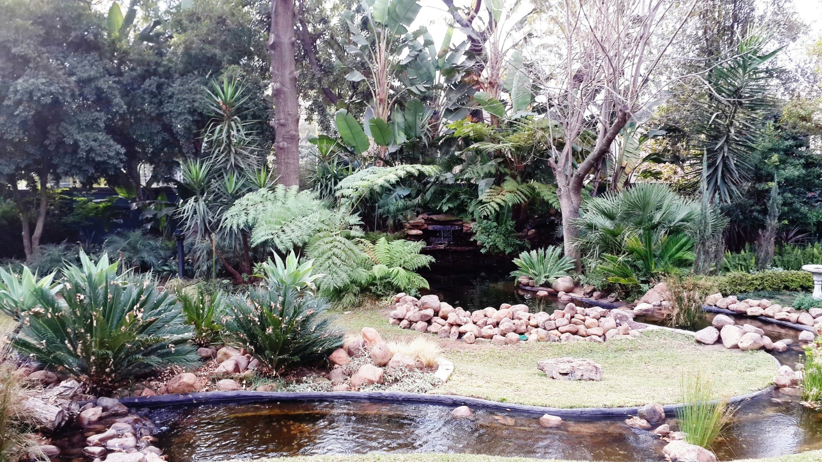 Tropical Koi Pond