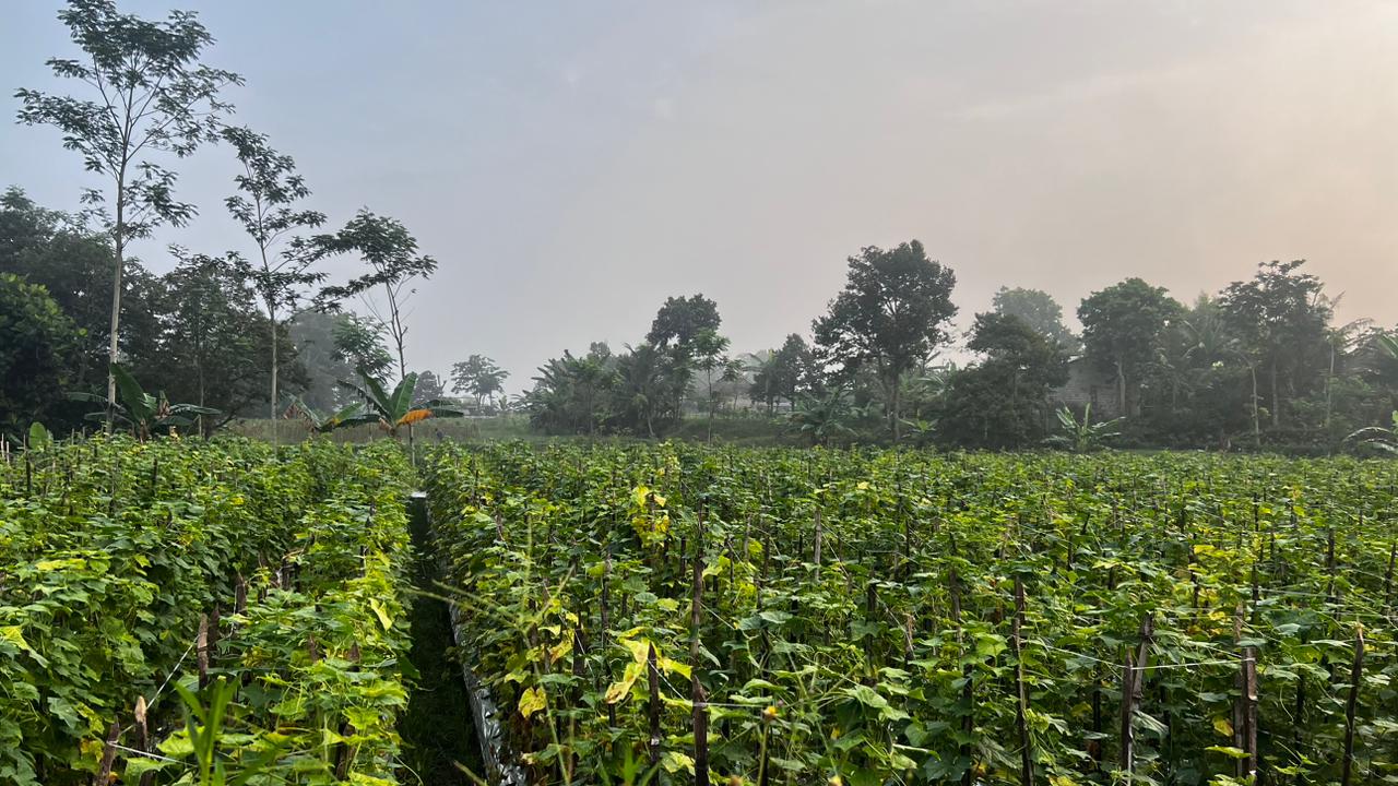 Lahan pertanian Desa Brumbung