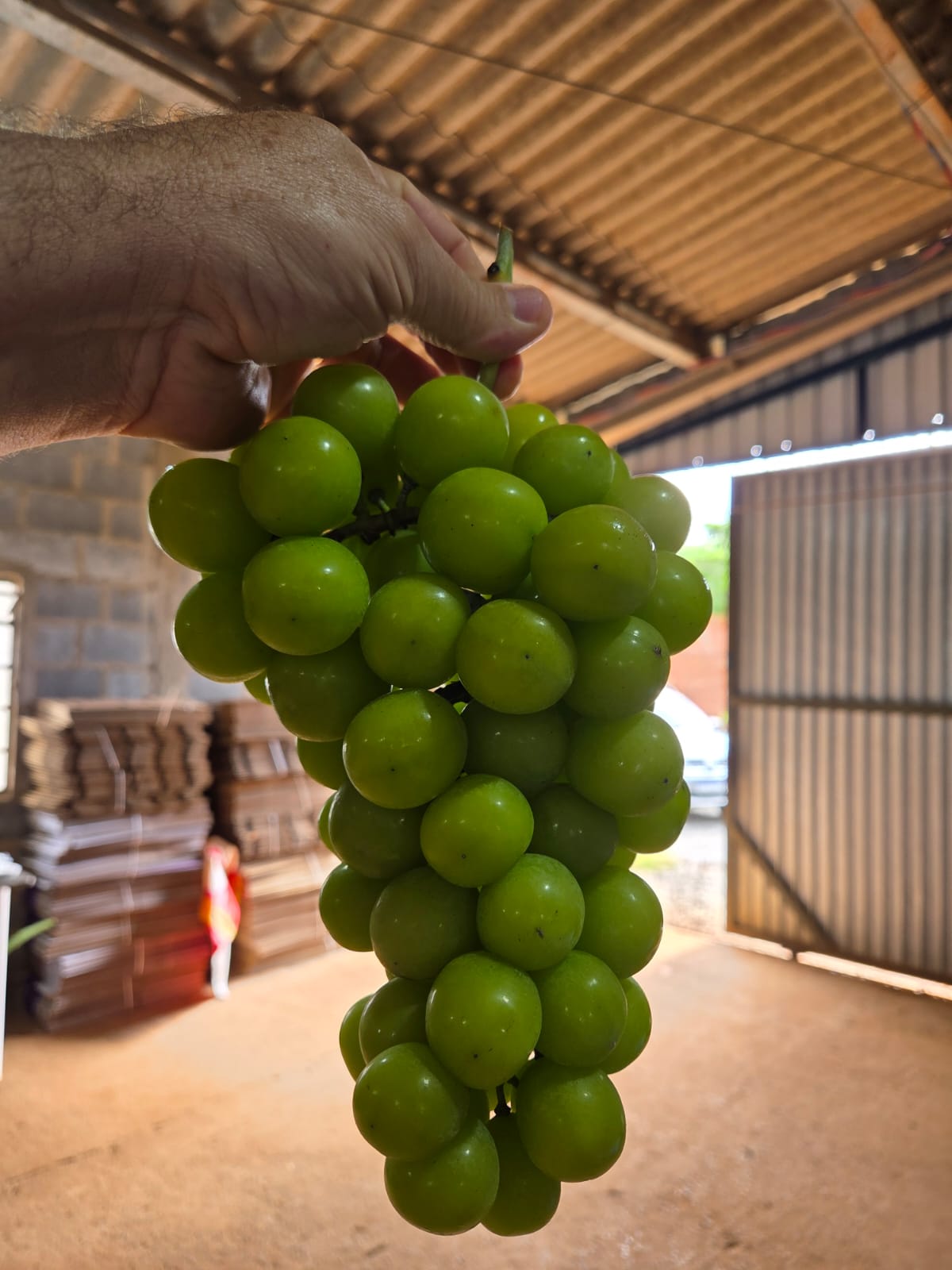Uva Pilar Moscato