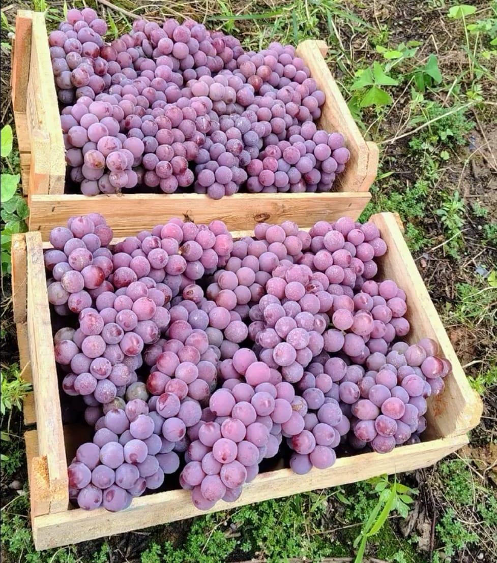 Uva Roxa