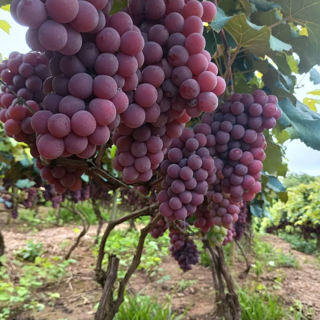 Uva Rosada