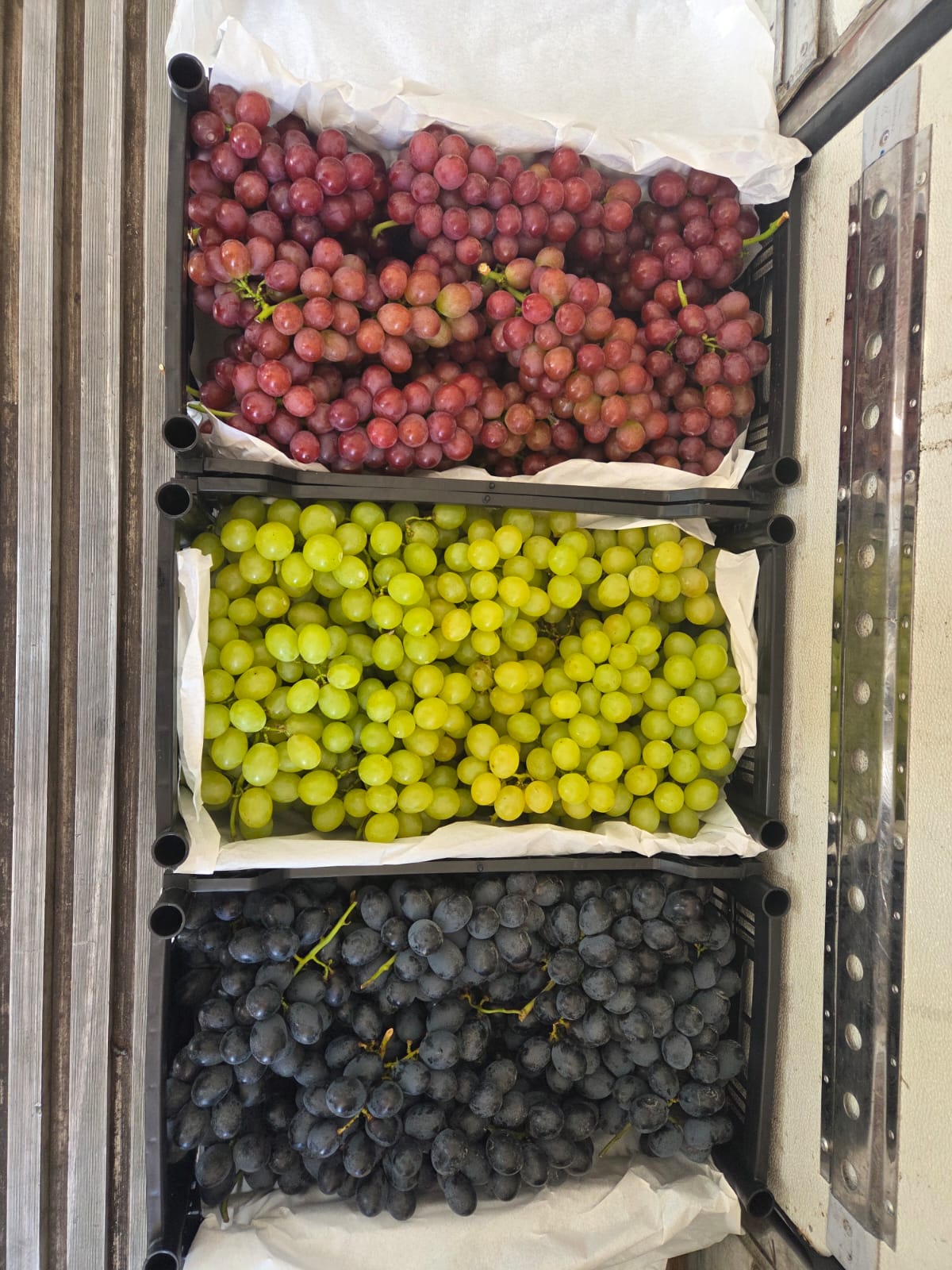 Variedades de Uvas
