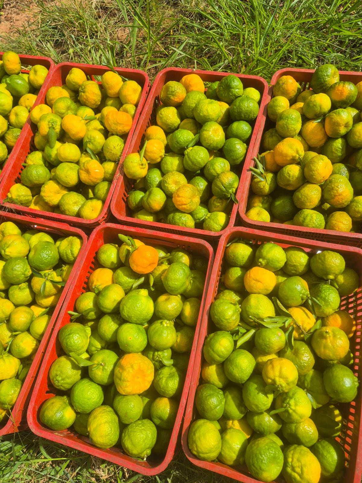 Citros Variados